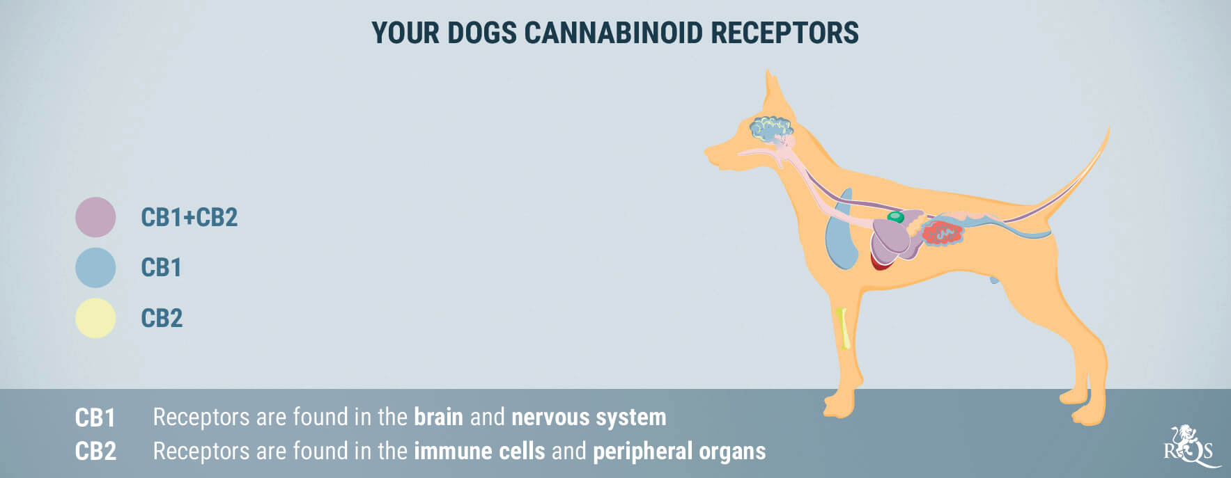 CBD for Dogs: What We Know So Far