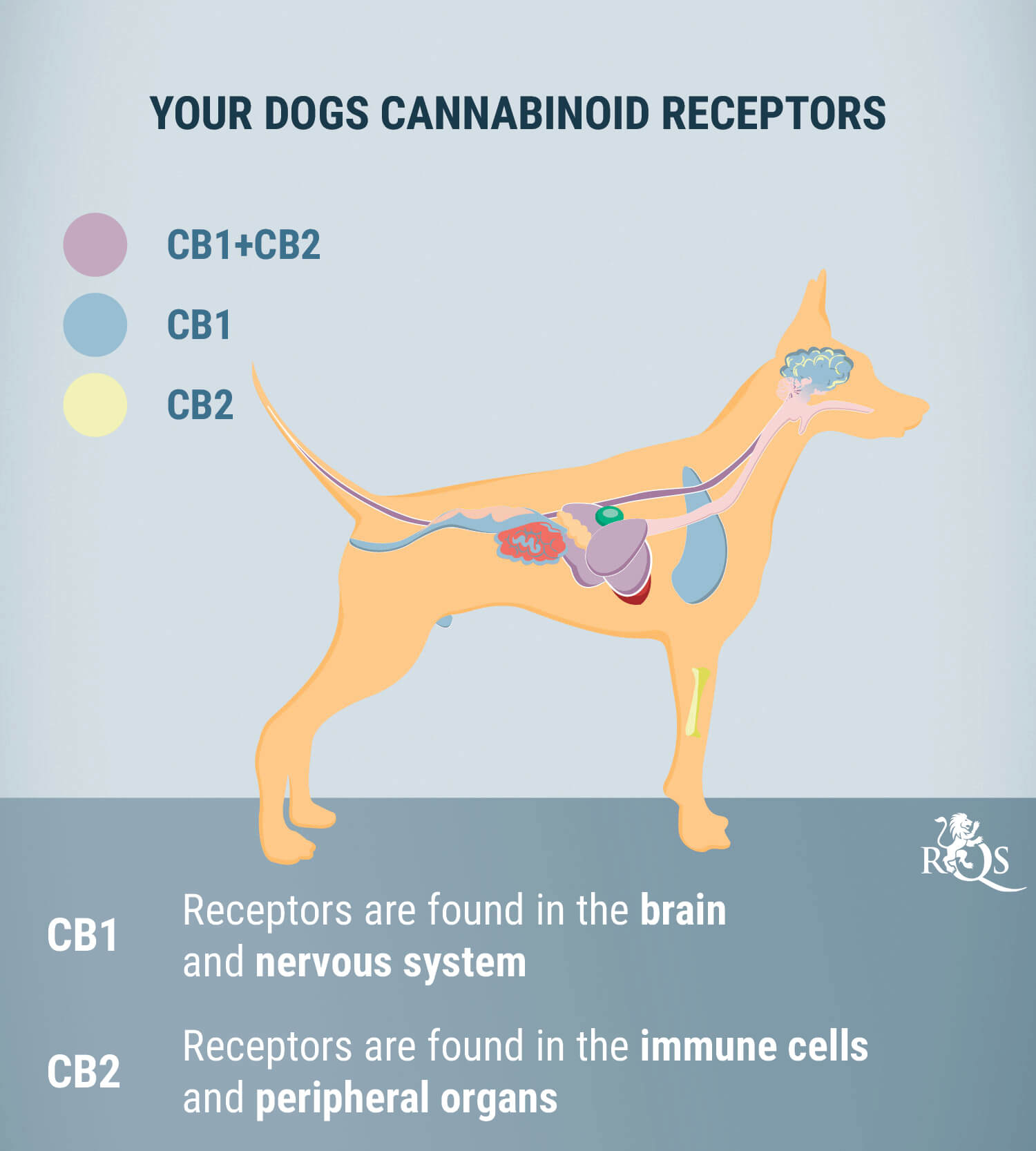 how many mg cbd should i give my nervous dog