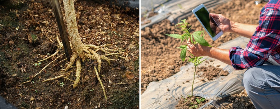 Two images: Left shows a tree trunk with exposed roots. Right displays a hand holding a tablet next to a young cannabis plant in a field.