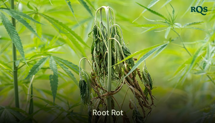 Cannabis plant affected by root rot with yellowing and drooping leaves, caused by overwatering and poor drainage. Highlights cannabis leaves yellowing and yellow marijuana symptoms.