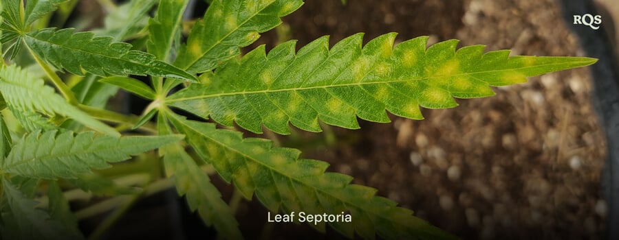 Cannabis leaf affected by leaf septoria, showing yellow spots and discoloration from fungal infection. Example of cannabis leaves yellowing and yellow spots on cannabis leaves.