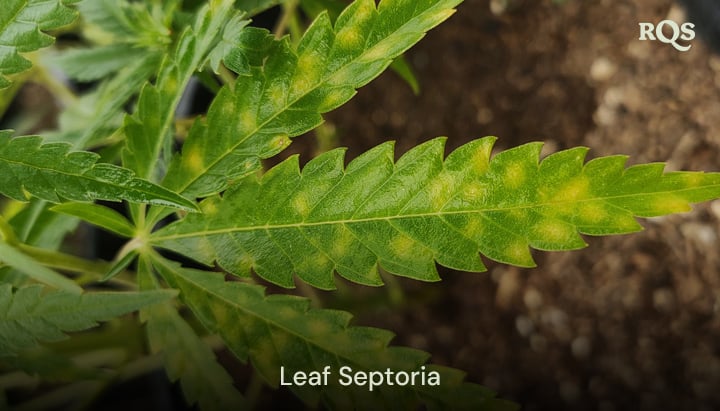 Cannabis leaf affected by leaf septoria, showing yellow spots and discoloration from fungal infection. Example of cannabis leaves yellowing and yellow spots on cannabis leaves.