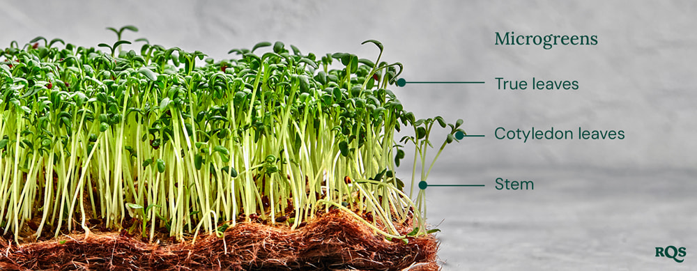 Cannabis microgreens