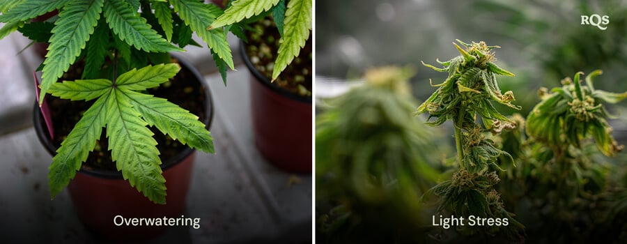 Two potted plants with stress symptoms: the left plant has yellowing leaves from overwatering, while the right plant has small, deformed leaves due to light stress