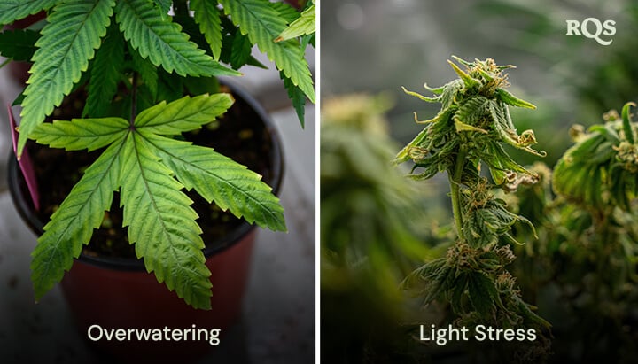 Two potted plants with stress symptoms: the left plant has yellowing leaves from overwatering, while the right plant has small, deformed leaves due to light stress