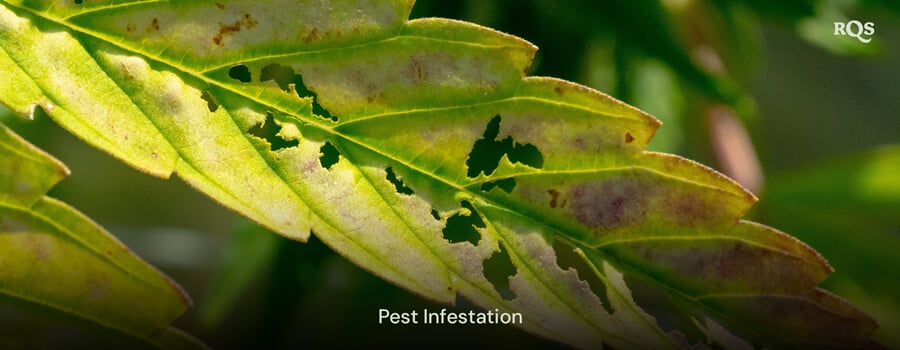 Cannabis leaf damaged by pests, featuring holes and discoloration caused by infestation. Relevant to yellow spots on cannabis leaves and pest-related yellowing.