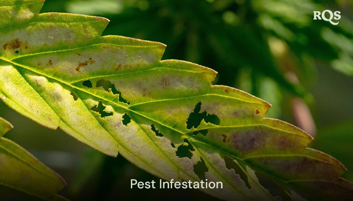 Cannabis leaf damaged by pests, featuring holes and discoloration caused by infestation. Relevant to yellow spots on cannabis leaves and pest-related yellowing.