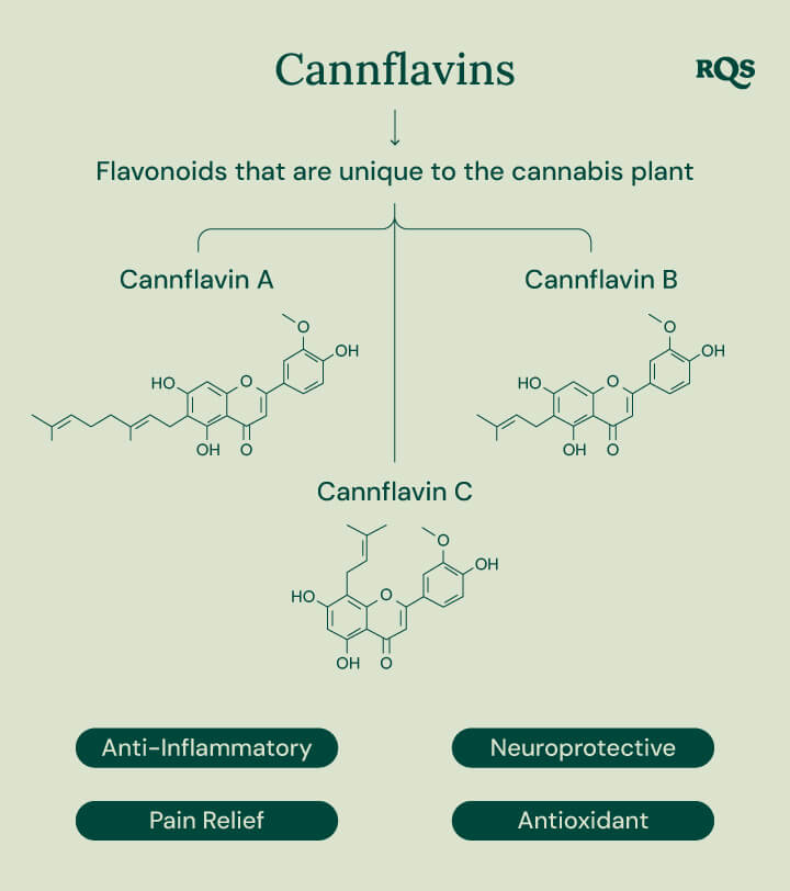 Infographic showing the three cannflavins unique to the cannabis plant: Cannflavin A, Cannflavin B, and Cannflavin C. Each cannflavin is associated with a specific potential health benefit: anti-inflammatory, pain relief, neuroprotective, and antioxidant.