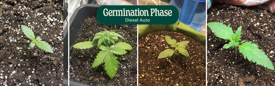 Diesel Auto Germination