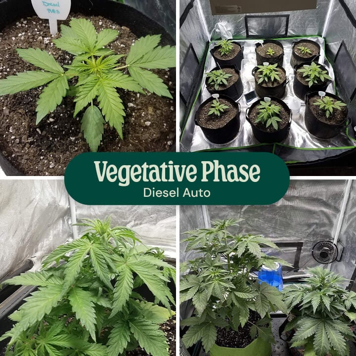 Diesel Auto Vegetative Phase