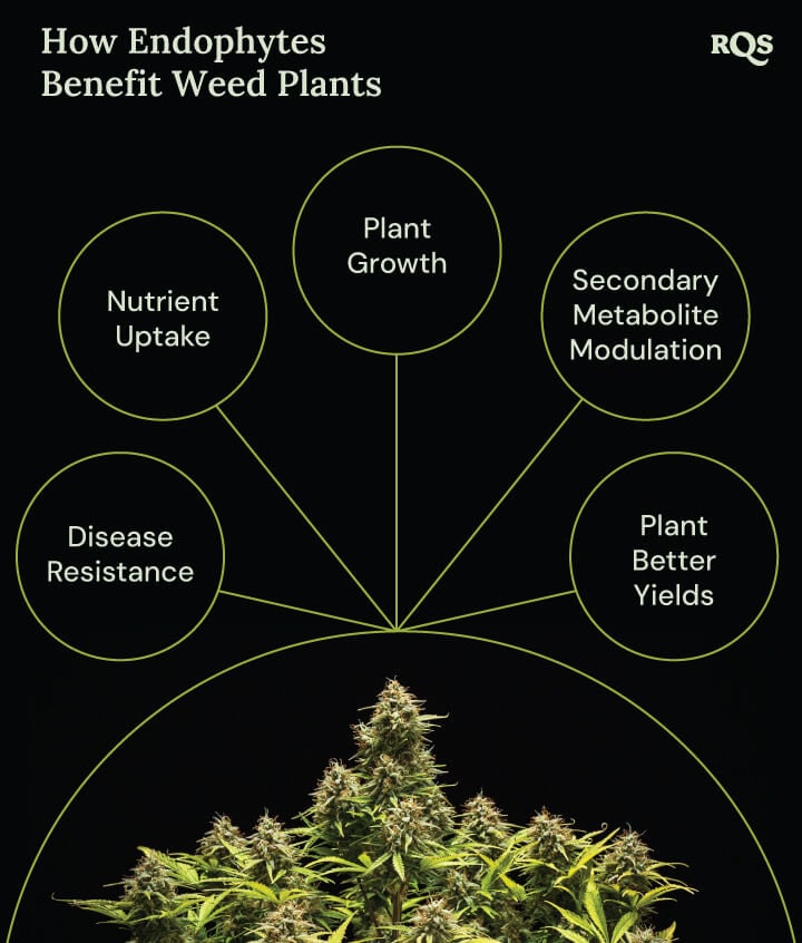 A diagram of a marijuana plant surrounded by four circles showing endophyte benefits: faster growth, better nutrient uptake, disease resistance, and increased medicinal compound production.