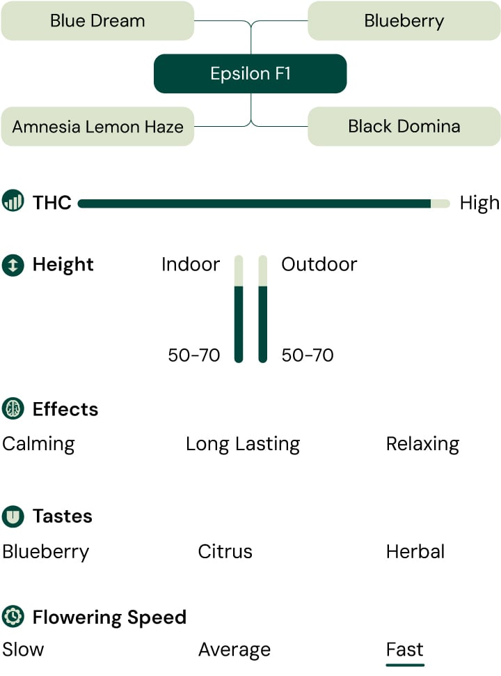 Epsilon F1 cannabis strain infographic, a hybrid of Blue Dream and Blueberry with high THC, offering calming, relaxing, and long-lasting effects.