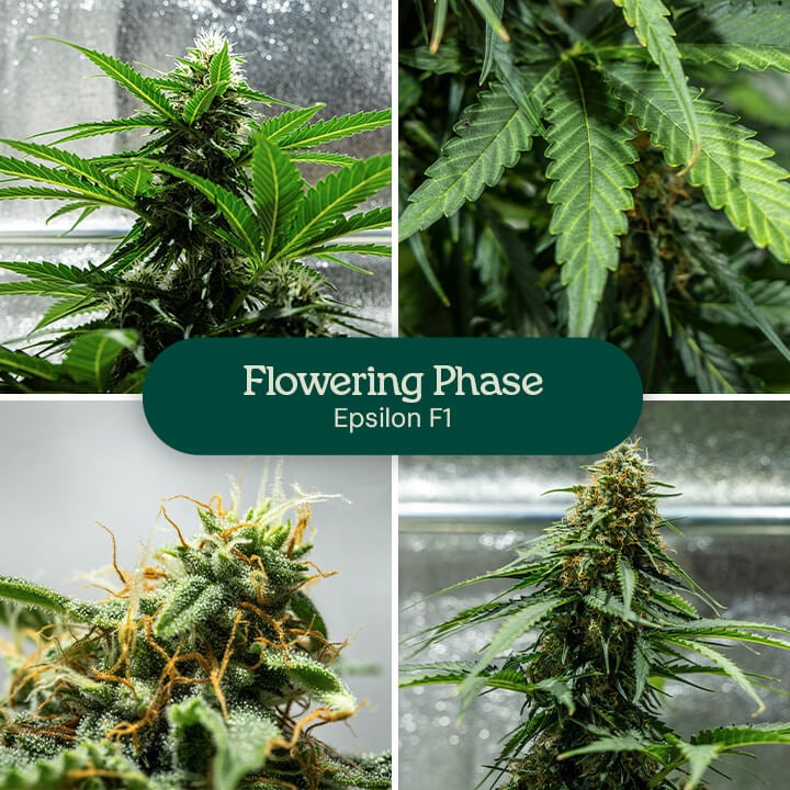 Epsilon F1 cannabis strain flowering stages: young plant with a few flowers, plant with more flowers, plant with abundant flowers, and mature plant with many flowers.