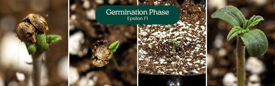 Stages of germination for Epsilon F1 cannabis: A seed with a taproot, a seed with taproot and cotyledon, a seedling with cotyledons and stem, and a seedling with cotyledons and true leaves.