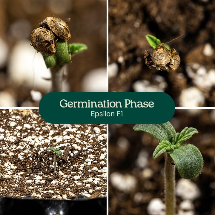 Stages of germination for Epsilon F1 cannabis: A seed with a taproot, a seed with taproot and cotyledon, a seedling with cotyledons and stem, and a seedling with cotyledons and true leaves.