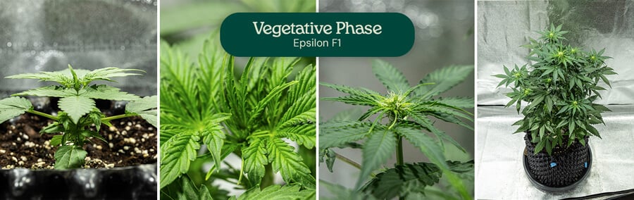 Epsilon F1 cannabis growth stages: 1) Seedling with true leaves, 2) Seedling with multiple leaves, 3) Seedling with stem, 4) Mature plant with branches.