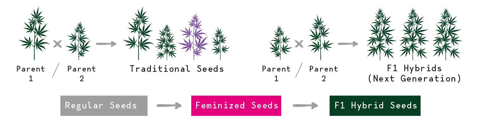 Cannabis Seeds Evolution