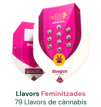 Llavors feminitzades cannabis