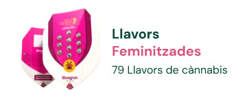 Llavors feminitzades cannabis