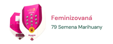 Feminizovana semena marihuany