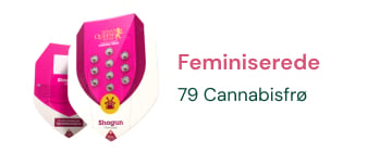 feminized-cannabis-seeds