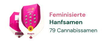 feminisierte-cannabis-hanfsamen