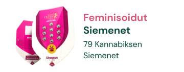 feminisoidut-kannabiksen-siemenet