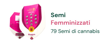 semi-femminizzati