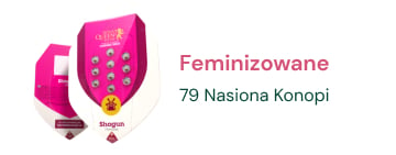 nasiona-marihuany-feminizowane