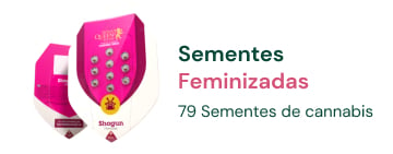 sementes-cannabis-feminizadas