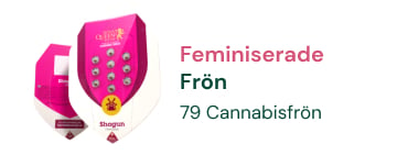 FEMINISERADE CANNABIS FRÖN