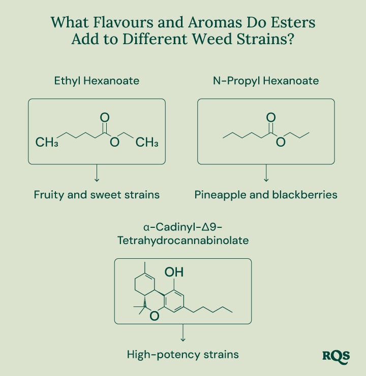 A diagram showcasing the role of esters in cannabis and other natural sources. It highlights the chemical structure of specific esters, their associated aromas, and their presence in various plants and animals.