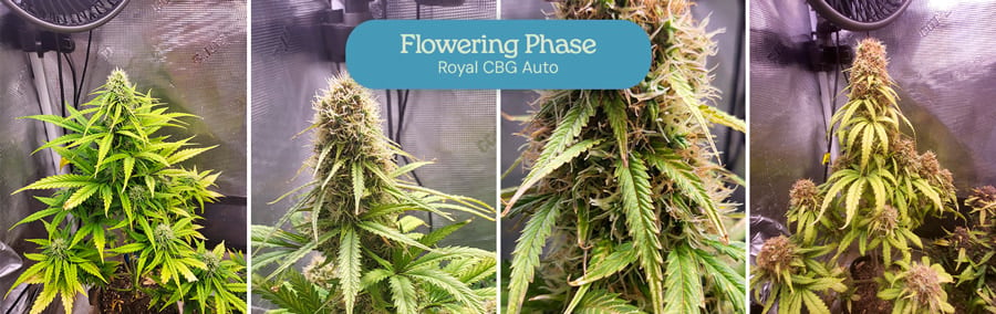 Flowering phase of the Royal CBG Auto cannabis strain. The plants display dense, frosty buds with vibrant green leaves, indicating the maturity and readiness of the flowers for harvest.