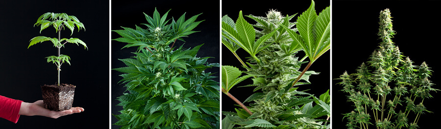 Fruit Spirit cannabis plant at different growth stages: seedling, young plant, flowering plant with buds, and mature plant with dense buds.