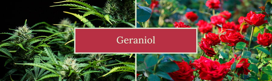 Visual representation of the geraniol terpene, highlighting its sweet floral aroma and potential benefits, including its role in cannabis strains and various products like perfumes and cleaning agents.