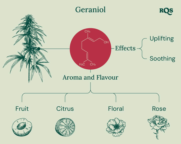 Infographic detailing the geraniol terpene characteristics, highlighting its soothing and uplifting effects, potential interaction with cannabinoid receptors, and its role in enhancing the effects of THC in cannabis products.