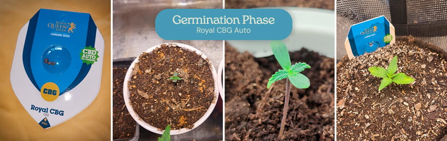 Germination phase of the Royal CBG Auto cannabis strain. The images display the progression from seeds to small seedlings emerging from the soil, indicating early healthy growth in the cultivation process. 