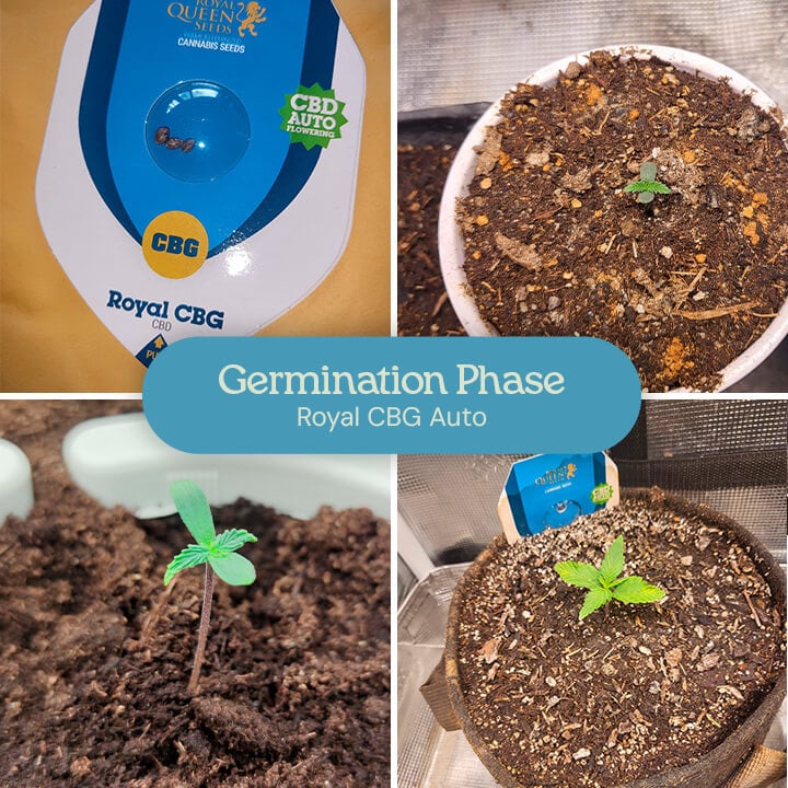 Germination phase of the Royal CBG Auto cannabis strain. The images display the progression from seeds to small seedlings emerging from the soil, indicating early healthy growth in the cultivation process. 