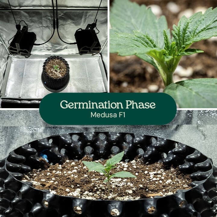 Medusa F1 germination collage: seedling under grow lights, close-up of early green leaves, and growth in a black container with soil and perlite mix.