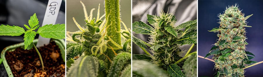 Collage showing Granddaddy Purple cannabis plant growth stages: seedling, developing buds, mature buds, and tall plant.