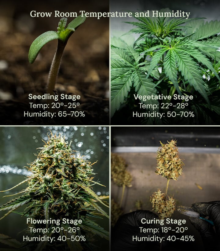 Four images showcasing the ideal growing conditions for plants at each life stage, from sprouting to harvest, ensuring healthy growth and maximum yields.