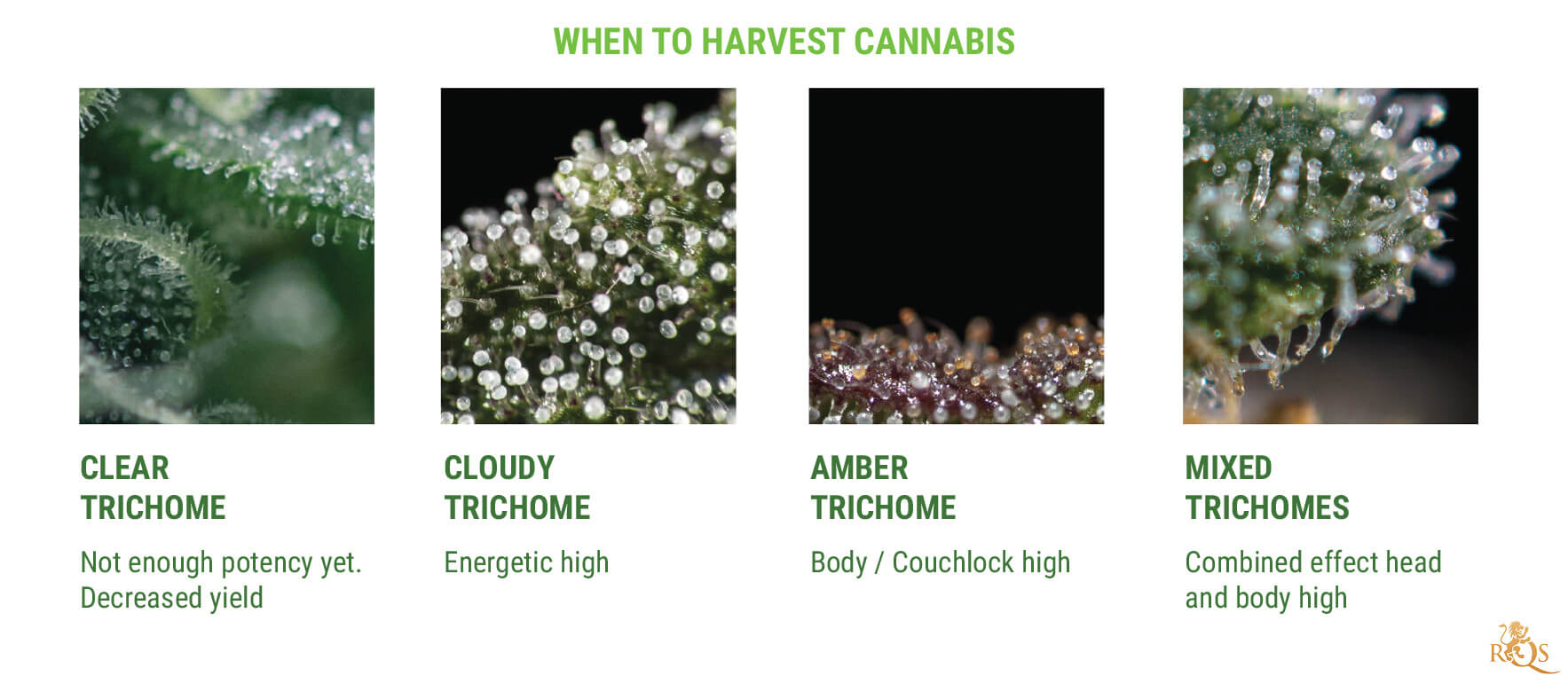 3 things trichomes can tell you about the quality…