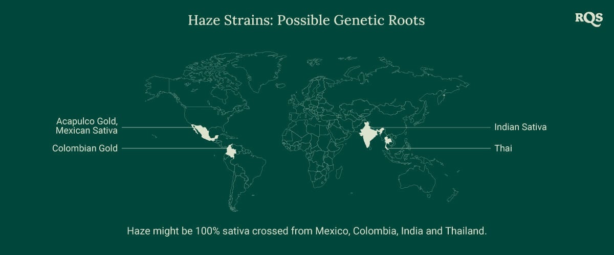 A world map tracing the origins of Haze cannabis strains, with lines connecting Mexico, Colombia, India, and Thailand to a central point labeled 