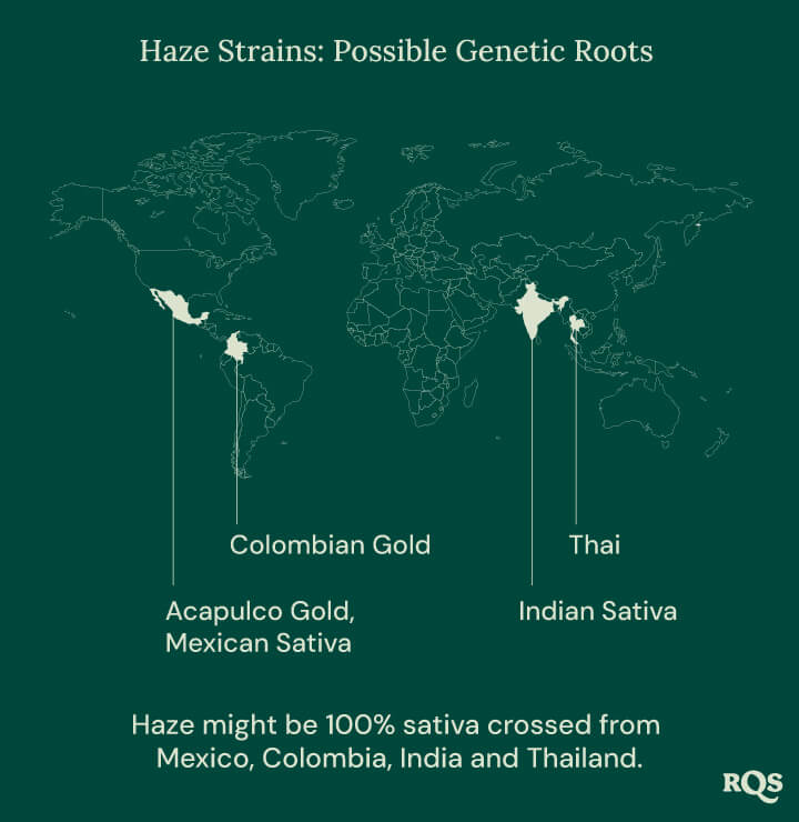 A world map tracing the origins of Haze cannabis strains, with lines connecting Mexico, Colombia, India, and Thailand to a central point labeled 