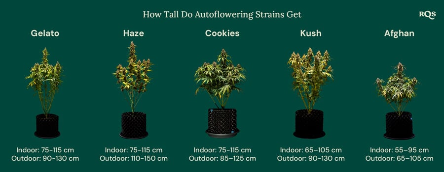 How tall do autoflowers get