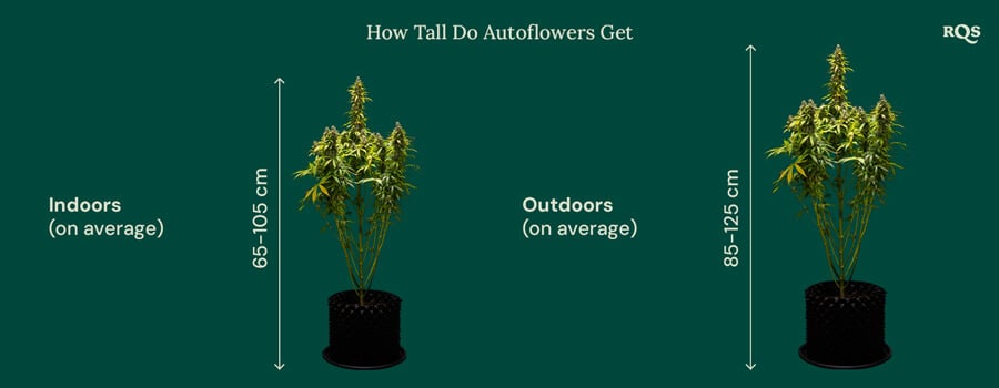 How tall do autoflowers get