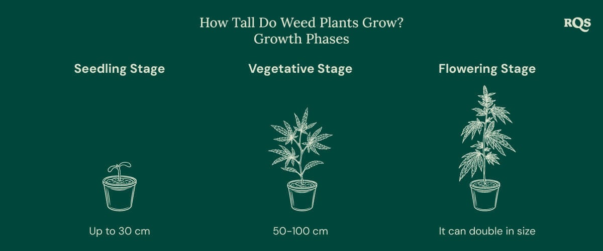 How tall weed plants grow