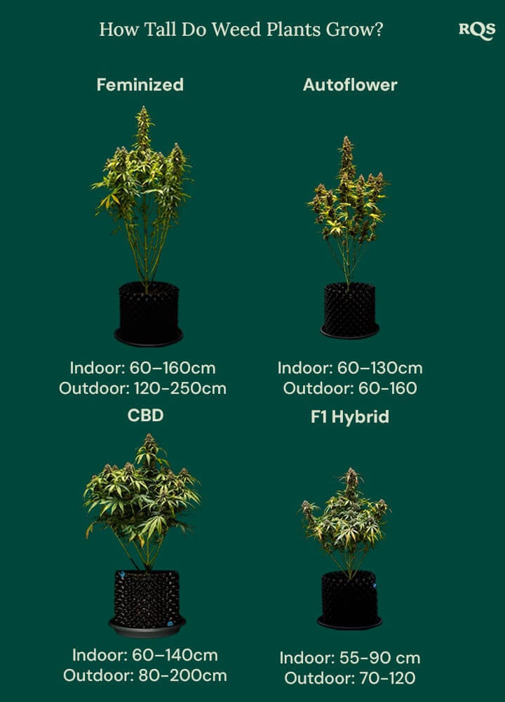 How tall weed plants grow by categories