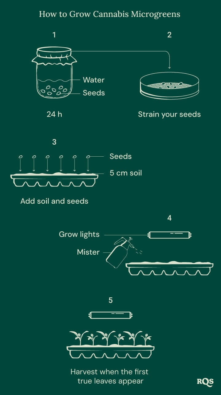 How to grow cannabis microgreens