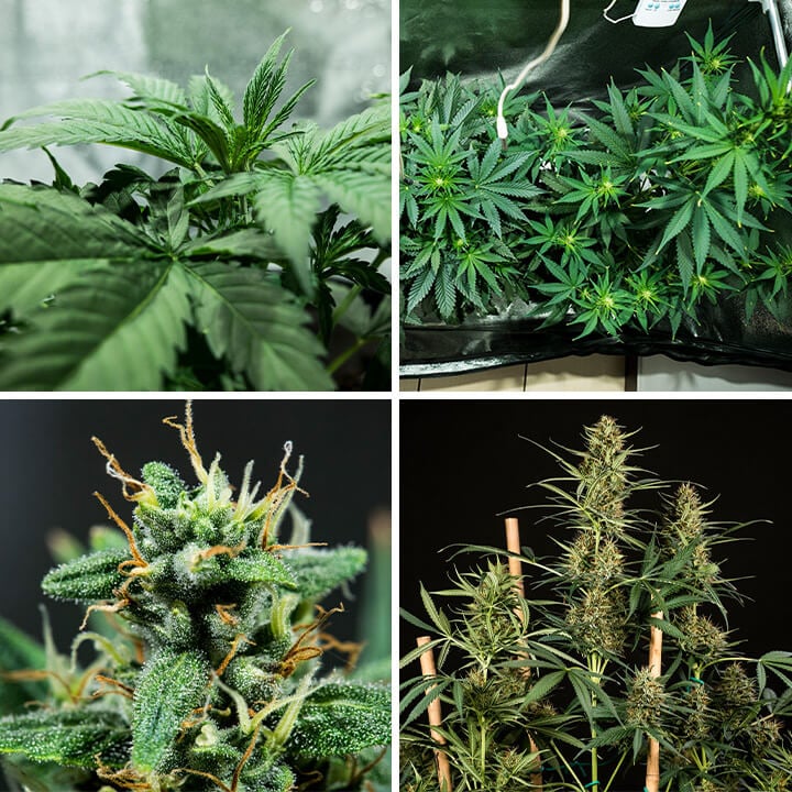 Collage of four images showcasing the germination process of HulkBerry Auto cannabis seeds by Royal Queen Seeds. This visual supports tips on starting seeds in soil plugs or Rockwool cubes, maintaining optimal growth conditions, and preparing for successful vegetative growth.